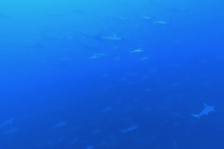 2025.1.11の神子元島 今年初の3連休、うひょー♪