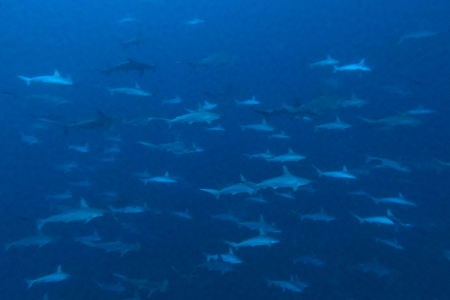 2025.1.12の神子元島 3連休中日、うひょーひょー♪
