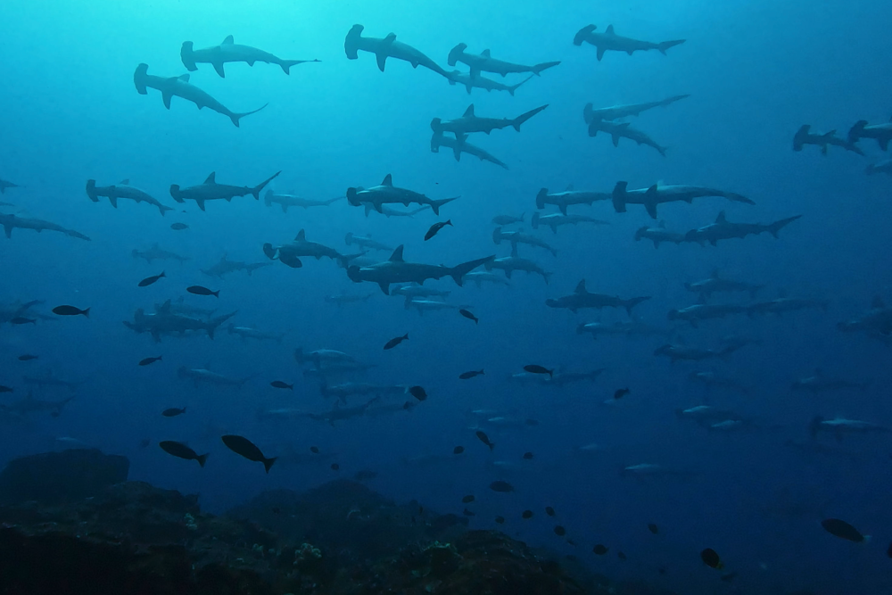 2025.1.23の神子元島　久々のハンマー着底鑑賞♪