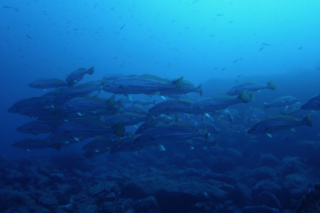 2025.1.1の神子元島 2025年、初潜り!