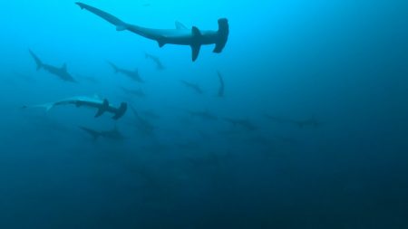 2025.03.27の神子元島　透明度がダウン、ハンマーは健在！