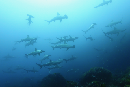 2025.3.25の神子元島　春を通り越してまるで初夏？