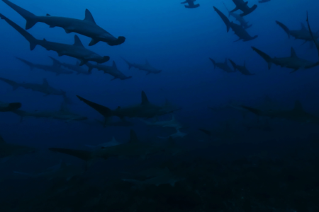 2025.3.29の神子元島 春の大嵐でした!