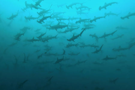 2025.4.28の神子元島 雨水?それとも春濁り?