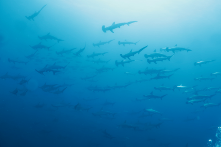 2025.4.27の神子元島 ゴールデンウィークは幸先良し!