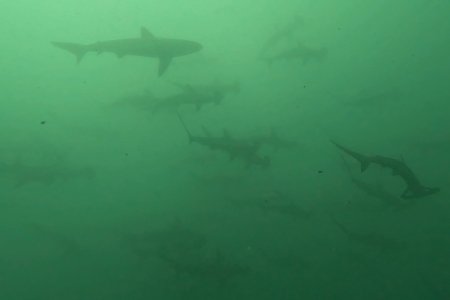 2025.5.20の神子元島　濁りは酷いが、ハンマーは居た！