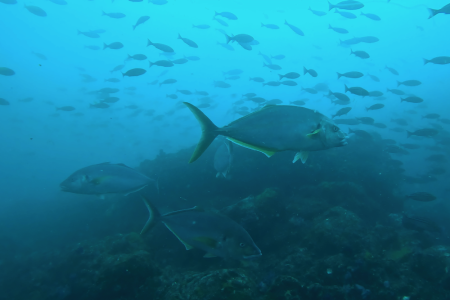 2025.5.1の神子元島 空も海もスッキリしない