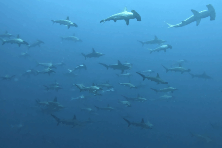 2025.6.22の神子元島 青継続&ハンマー沢山!