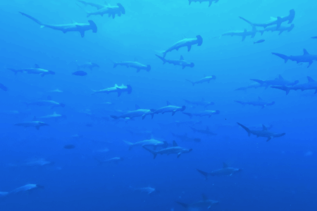 2025.6.30の神子元 青のエリアが拡大!