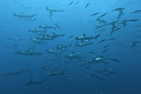 2025.6.25の神子元島 朝判断からの4航海!