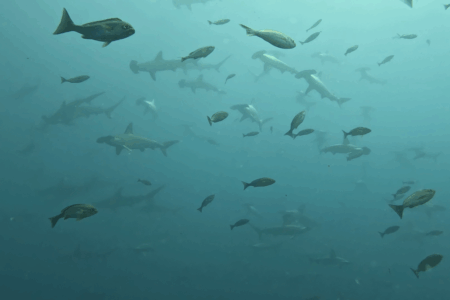 2025.6.19の神子元島 潜ってみないとわからない?