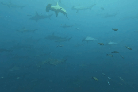 2025.6.24の神子元島 今日も青でした!!