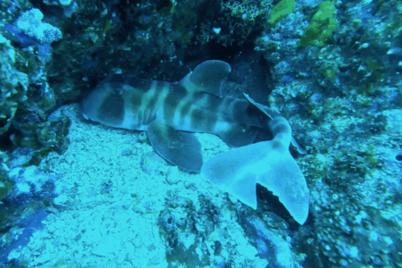 2025.6.20の神子元島 困った時のネコ頼み!?