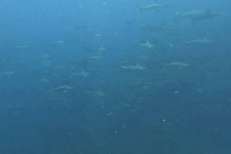 2025.6.23の神子元島 青い世界は継続中♪