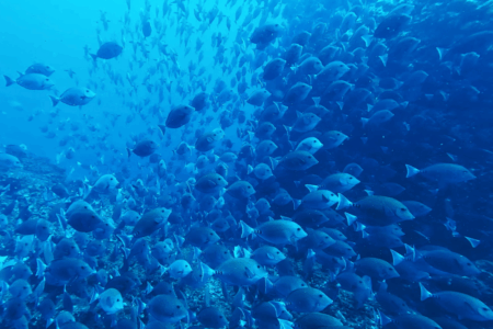 2025.6.26の神子元 安心してください、青でした!