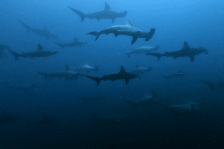 2025.7.27の神子元　午前は四重苦、午後に逆転ハンマー劇！