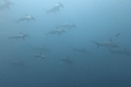 2025.7.28の神子元　白濁解消＆青潮拡大！ハンマー復調の兆し