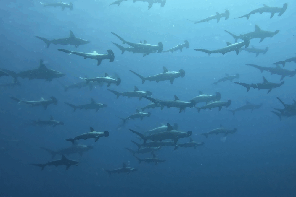 2025.7.10の神子元　水中がとても賑やか♪