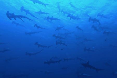 2025.7.22の神子元　静けさの中に、ハンマー湧く！