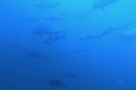 2025.7.23の神子元　白濁を抜けてハンマー現る！