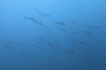 2025.7.21の神子元　青のエリアが拡大！