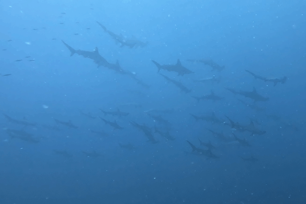 2025.7.21の神子元　青のエリアが拡大！