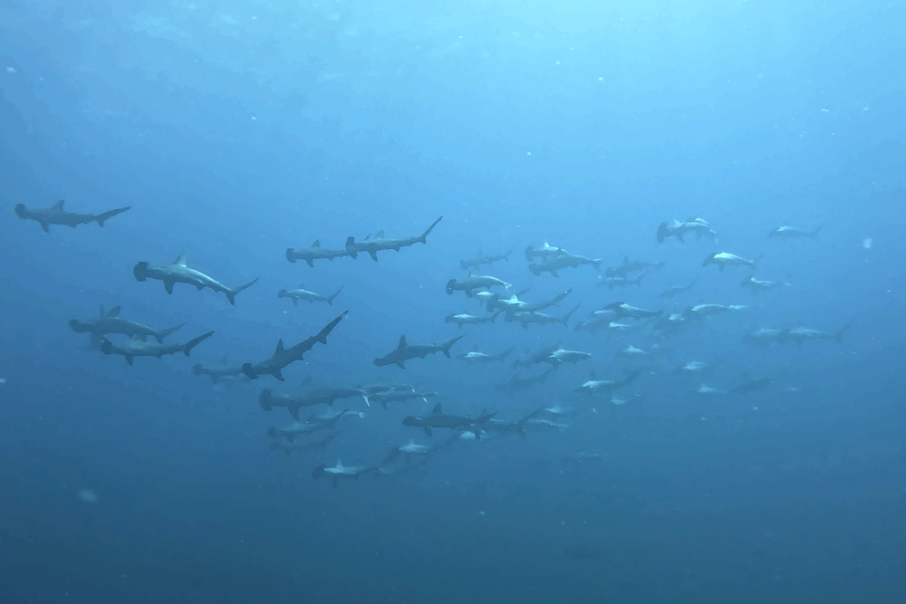 2025.7.20の神子元 静から動へ、少し前進!