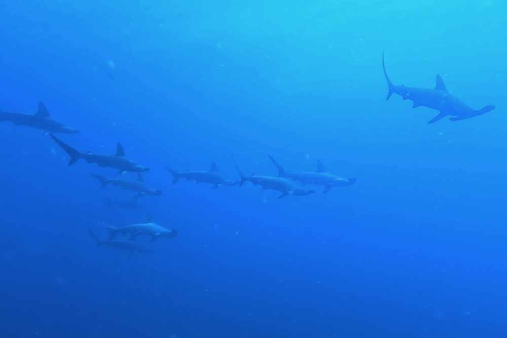 2025.7.18の神子元　暗黒は回避、しかし流れがない！