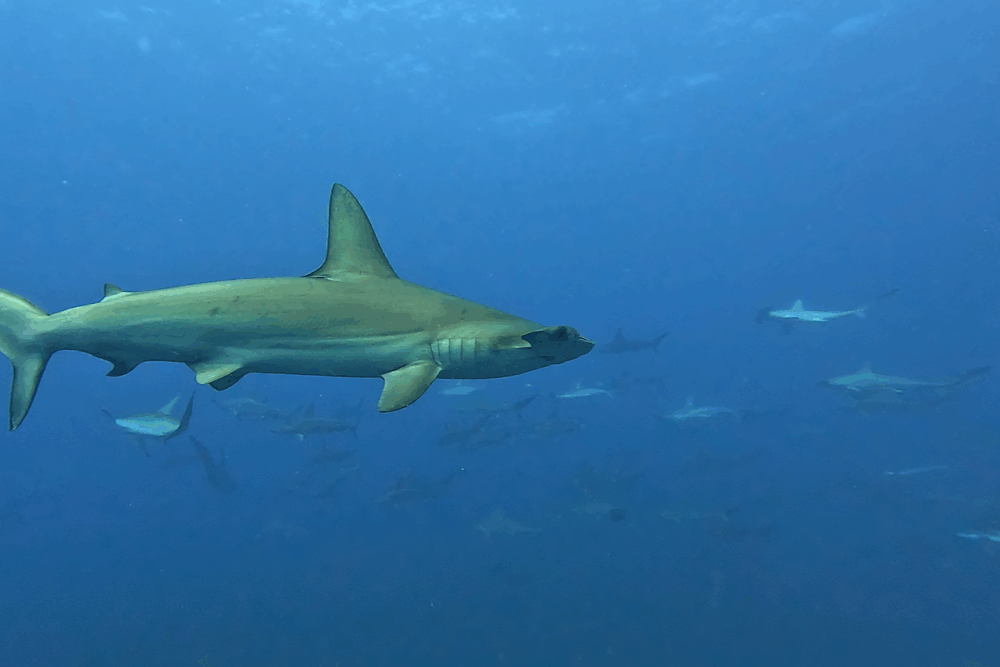 2025.7.9の神子元 まるで大名行列!?