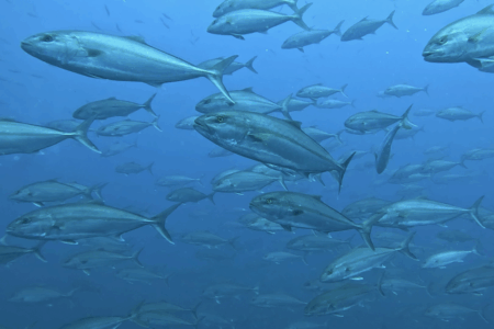 2025.7.4の神子元 梅雨明けしました!