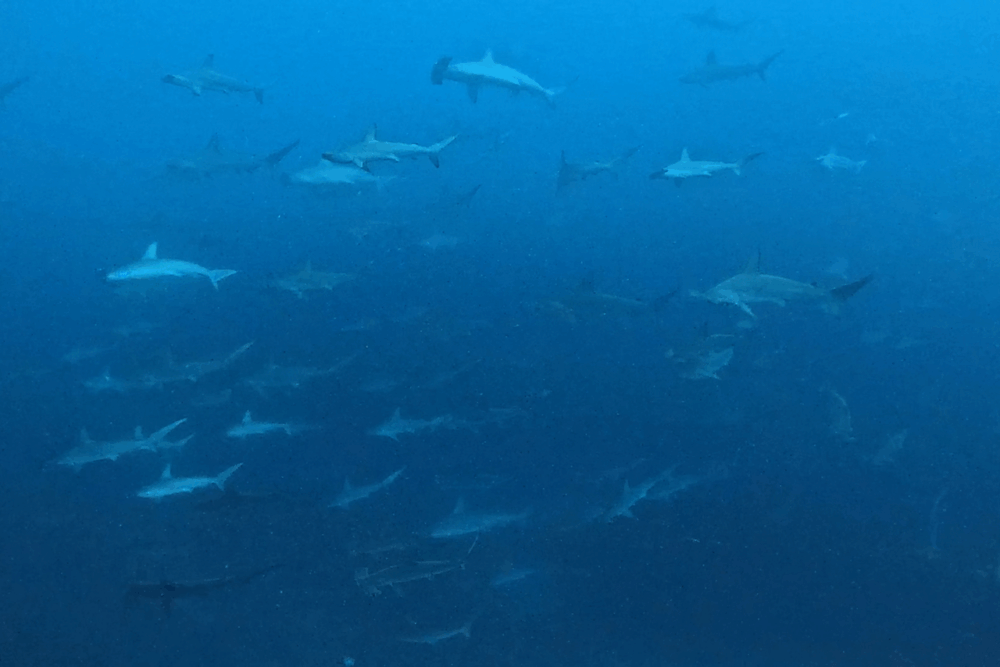 2025.7.12の神子元　北東風が残った！