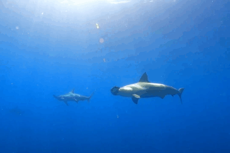 2025.7.19の神子元 絶好のダイビング日和♪