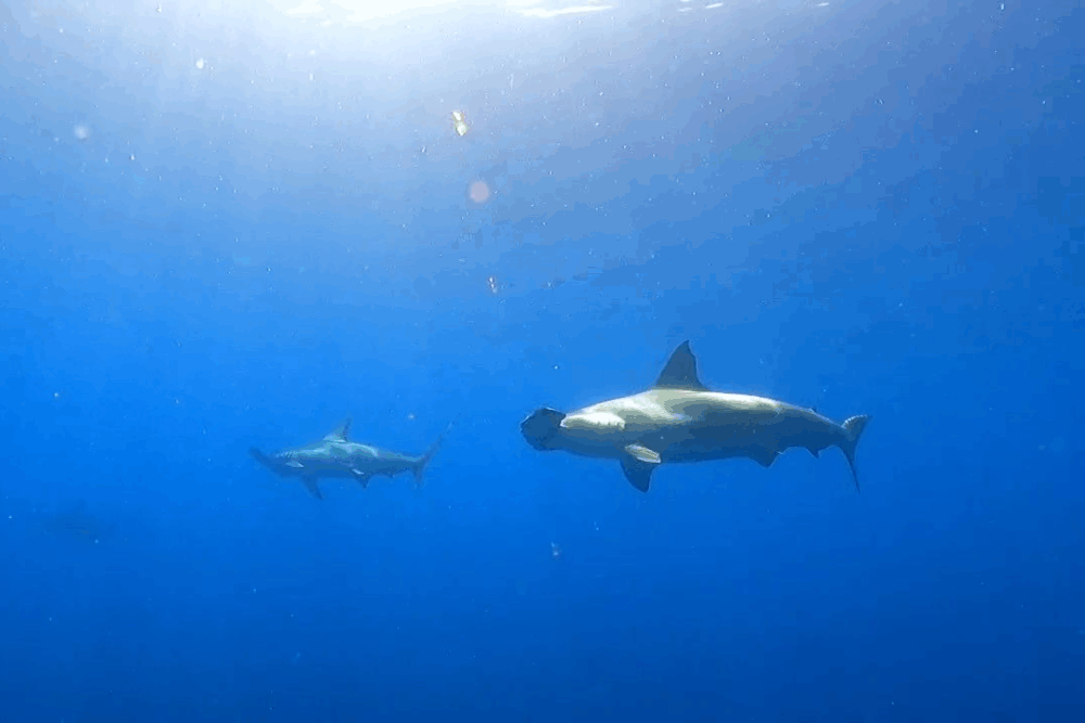 2025.7.19の神子元　絶好のダイビング日和♪