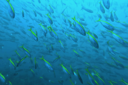 2025.7.26の神子元　濁り×冷水のWパンチ、ハンマー健在！