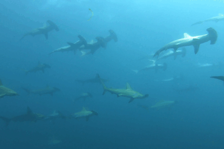 2025.7.3の神子元 昨日より少し青回復♪