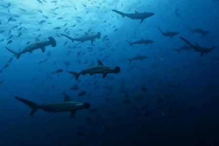 2025.8.18の神子元 残暑に負けない!ハンマー&魚群ショー♪