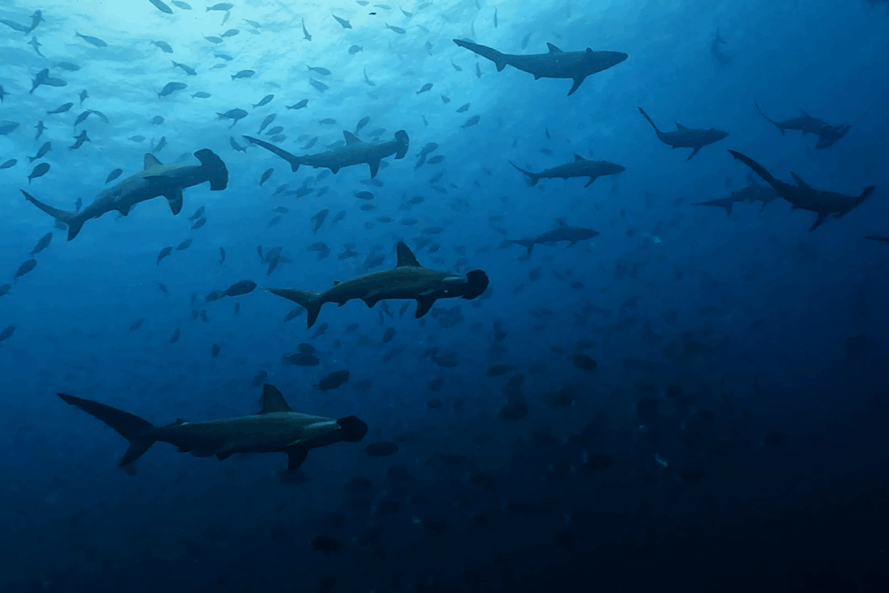 2025.8.18の神子元　残暑に負けない！ハンマー＆魚群ショー♪