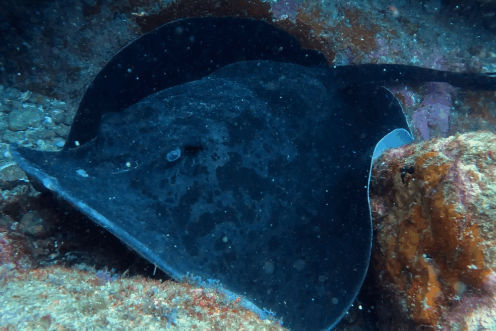 2025.8.24の神子元 水温差10℃!冷水と温水がせめぎ合う♪