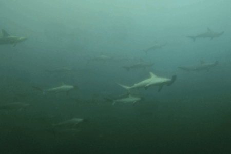 2025.8.29の神子元 福丸の日!圧巻の魚群とハンマー群れ♪