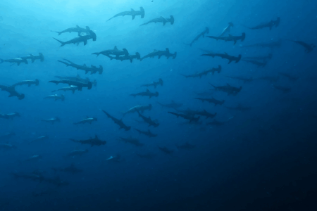 2025.8.17の神子元 ハンマーも魚影も!夏の神子元スペクタクル♪