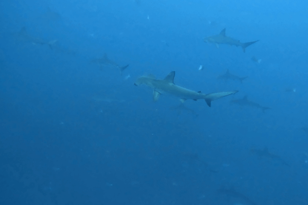 2025.8.22の神子元 残暑とベタ凪!水温16℃から28℃へ!