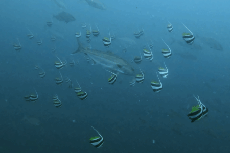 2025.8.21の神子元 白濁を切り裂く!魚群&ハンマー現る!