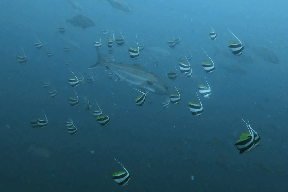 2025.8.21の神子元 白濁を切り裂く!魚群&ハンマー現る!