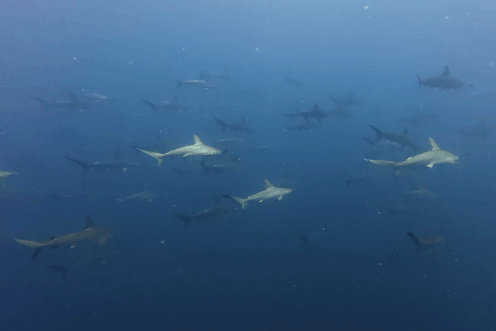 2025.8.4の神子元　神子元ブルー継続！潮がまさかの沈黙！