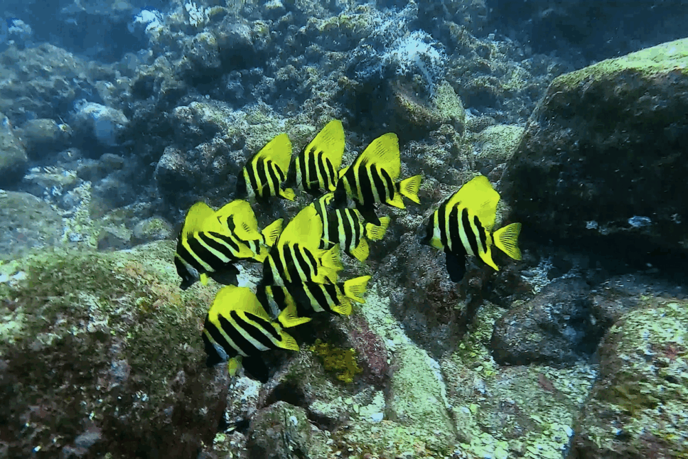 2025.8.27の神子元 南西風に揺れる!三層の水温がせめぎ合い