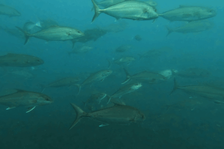 2025.8.20の神子元 白濁&冷水を超えて!魚群パラダイス♪