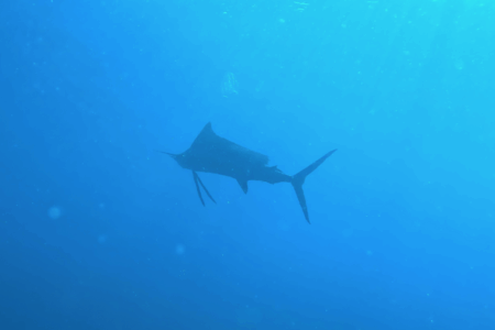 2025.8.14の神子元 真夏の奇跡!バショウカジキ降臨!