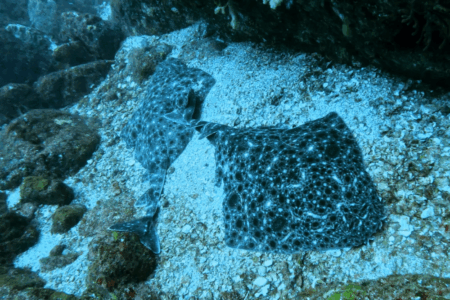 2025.8.28の神子元 ハンマー小出し、魚群爆発!コロザメ祭り♪