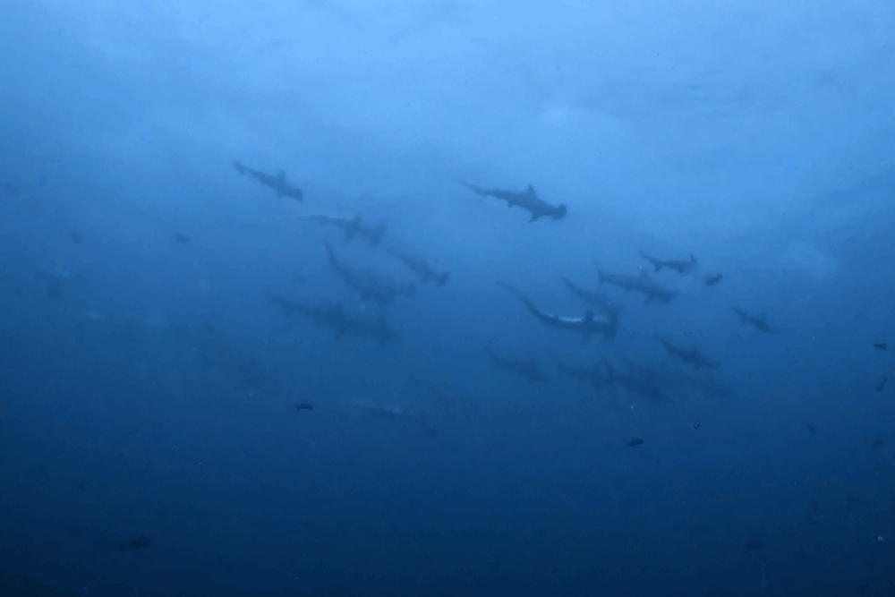 2025.8.5の神子元　時化にも負けない神子元ブルー＆ハンマー！