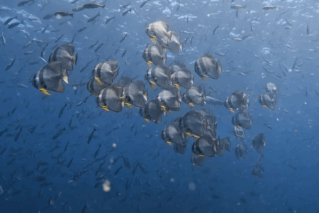 2025.8.15の神子元 冷水逆襲!ツバメウオ大集結♪